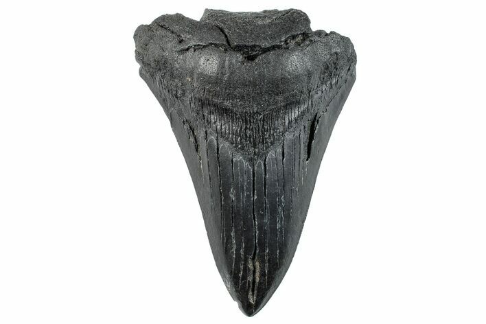 Partial Megalodon Tooth - South Carolina #268621